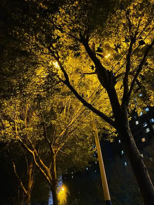夜晚景色很美