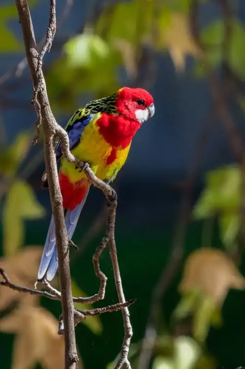 澳洲罕见的鸟 非常害羞 eastern rosella 东玫瑰鹦鹉体长30cm～33cm