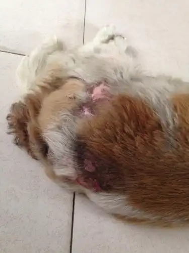 不知道狗狗得了什么皮肤病求帮忙 它很痒一直抓 都抓破了