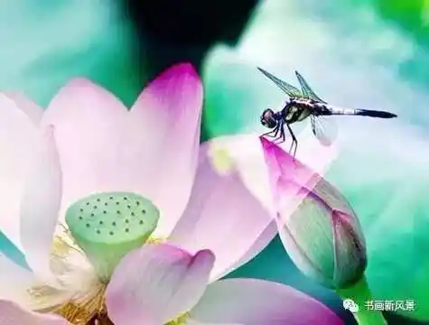 好美的荷花蜻蜓!