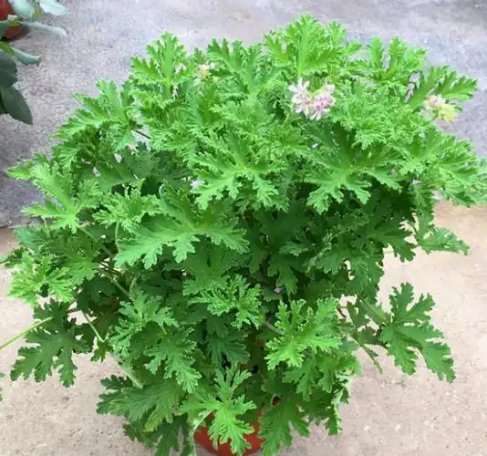 4种驱蚊植物,家里养一盆,蚊子跑清光!|碰碰香|驱蚊草|土壤_新浪新闻