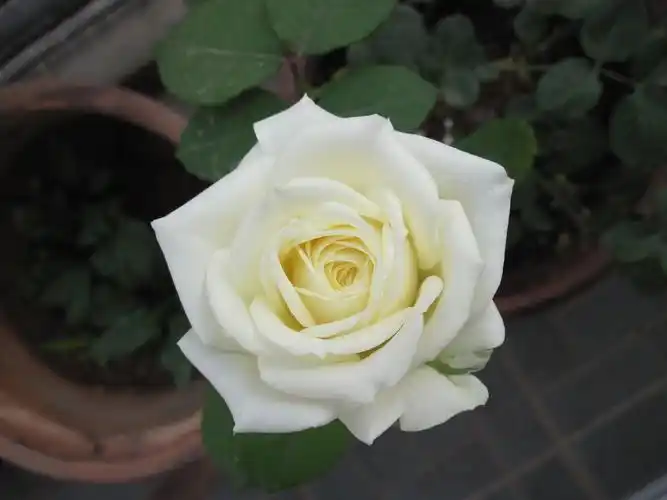 温馨白色月季花