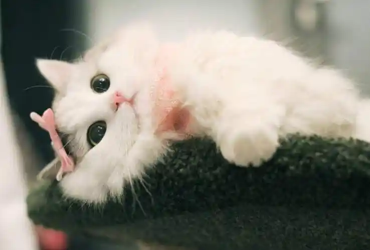 可爱的小猫电脑壁纸-宠物乐园