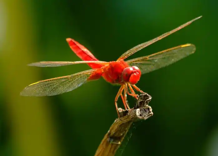 红蜻蜓