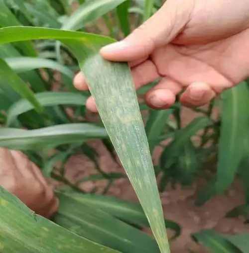 吴堡积极开展谷子白发病防治