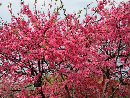 室外,白天,仰视,爱情,美景,植物,桃花,上海,中国,亚洲,盛开,景观,果树