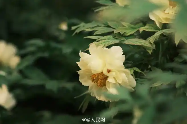 壁纸 花 桌面 690_460