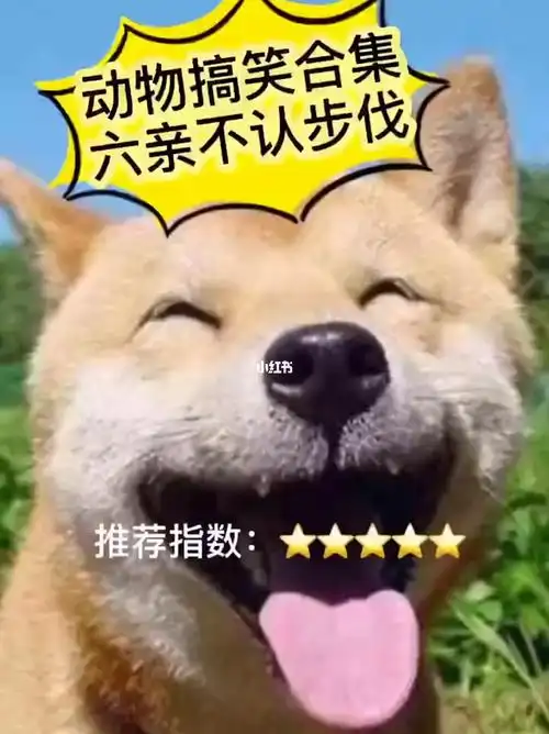 这六亲不认的步伐080808