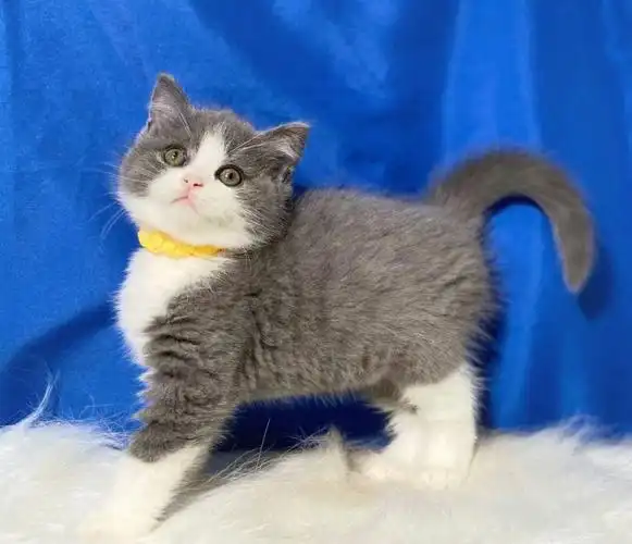 英短猫蓝白