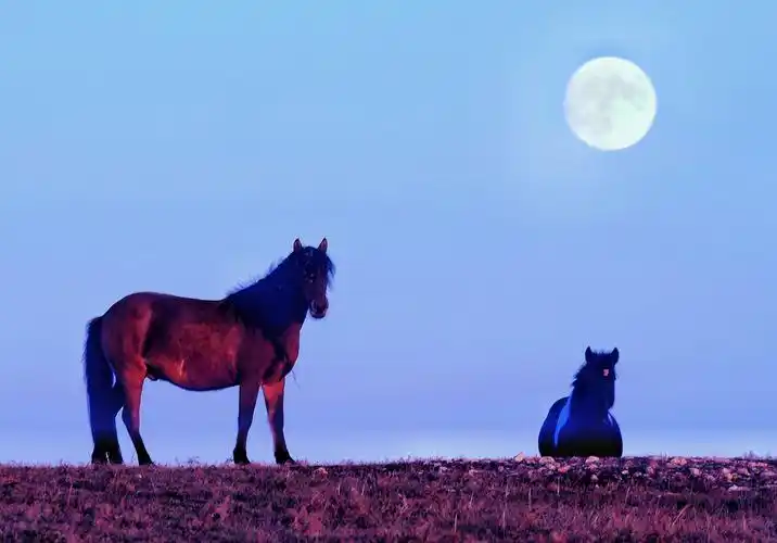 草原上升起十五的月亮