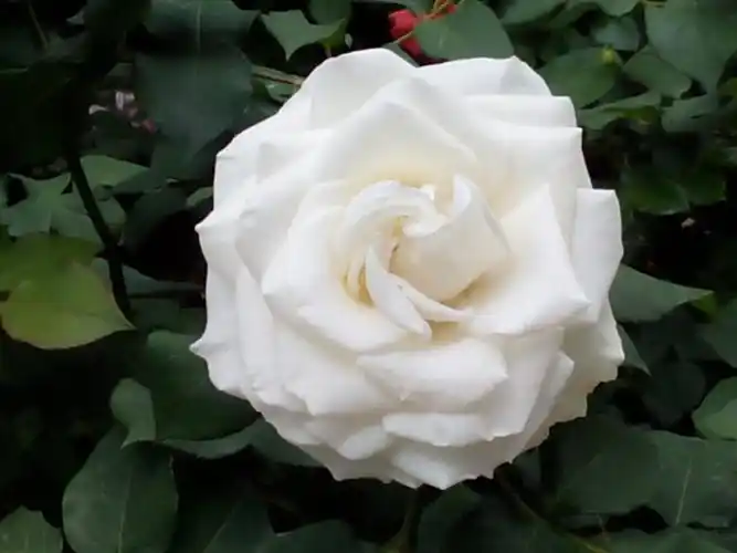 白色月季花盛开绽放绿叶