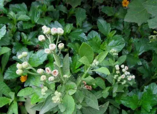 百草王的功效与作用