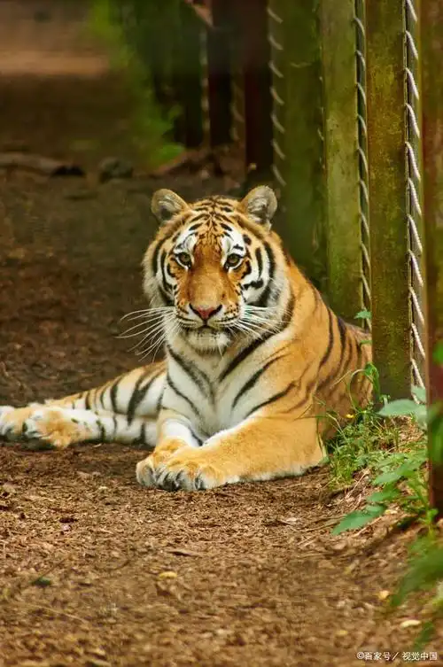 动物科普:老虎作为百兽之王,也有憨憨的一面,看起来真是可爱