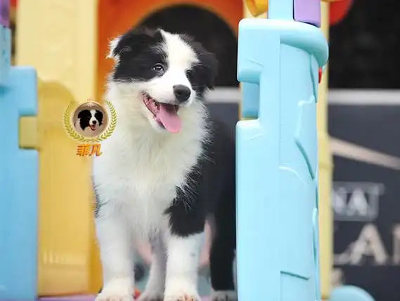 cku)  永久注册犬舍    所售犬只均有国际认可血统书及芯片京icp备