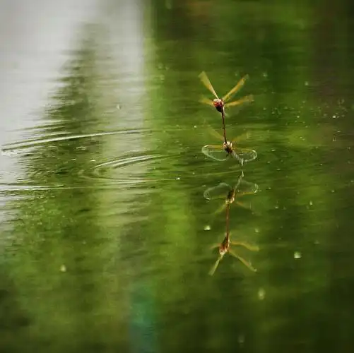 蜻蜓点水,涟漪泛起.