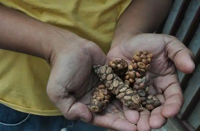 世界上最昂贵的粪便一斤上百万捡到一坨就能变成富翁