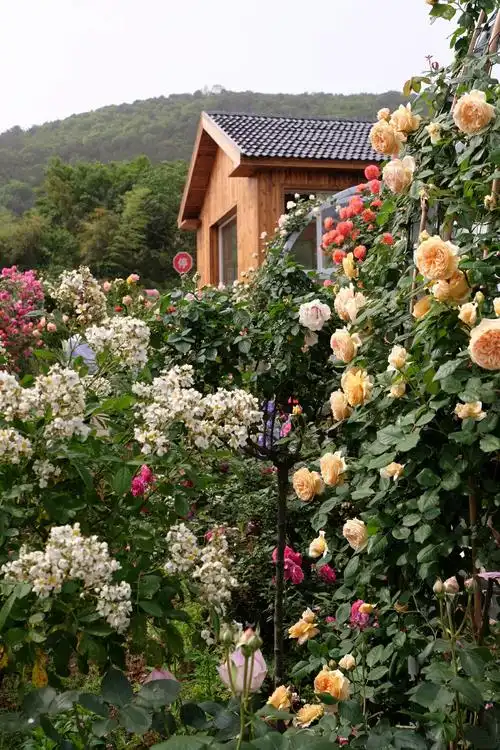 多多花园浅夏的芬芳