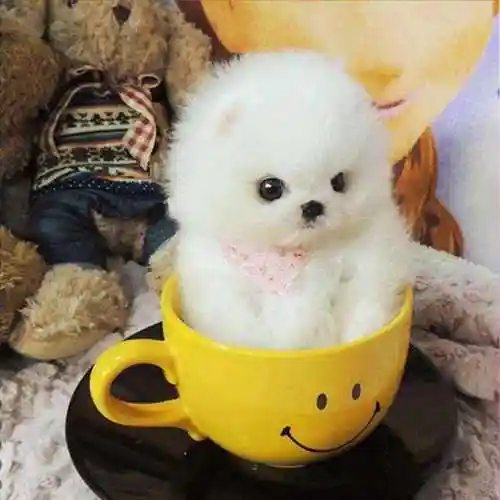 杯子狗多少钱一只实不相瞒