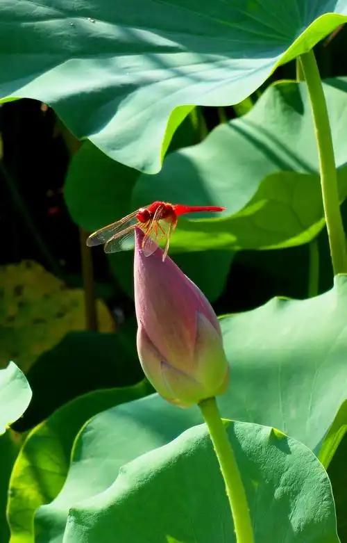 吸引着各种颜色的蜻蜓,时落时飞,展示着它们轻盈而美丽的身姿.
