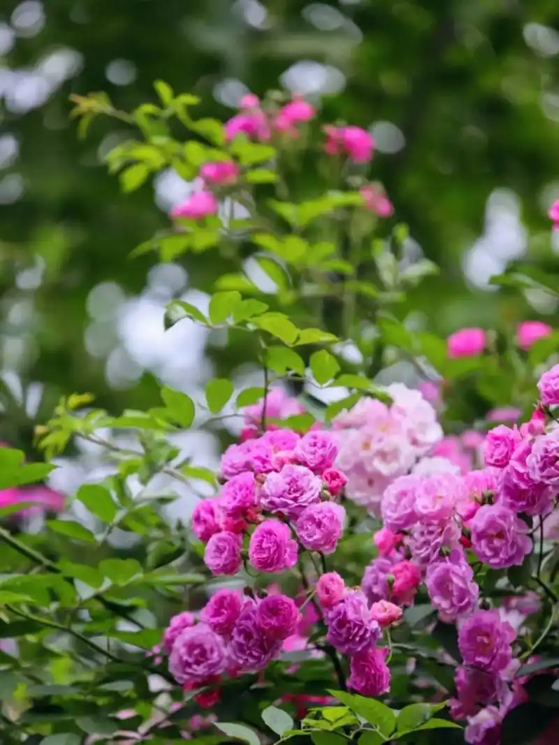 闪闪壁纸#大自然的美丽花草树#大家说美不美 - 抖音