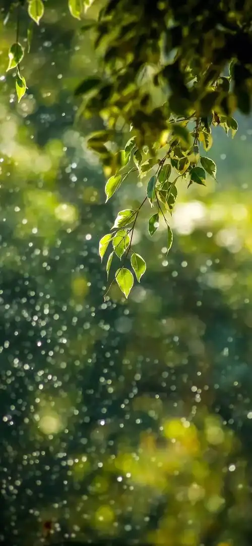 友友们有没有护眼简约的壁纸啊