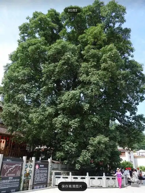 西北漫游记之十——塔尔寺礼佛