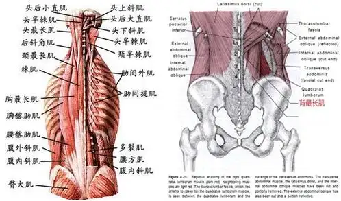 细说颈背最长肌
