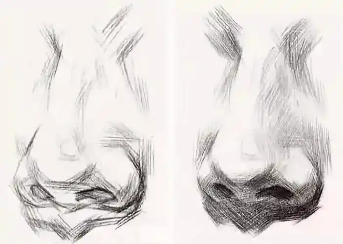 处理侧面的鼻子的时候要画准从鼻根到鼻底的外轮廓线,这条轮廓线因人