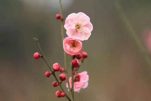 杭州超山梅花节采风纪实