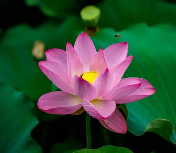 看取莲花净,方知不染心. - 美篇