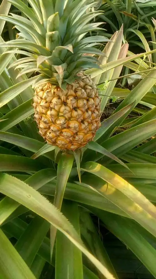 台湾凤梨 海南金钻17号凤梨裂口果七毛钱一斤