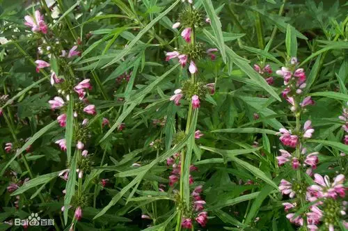 益母草_益母草的功效与作用 - 第1张  | 中草药图片大全-中药的功效与