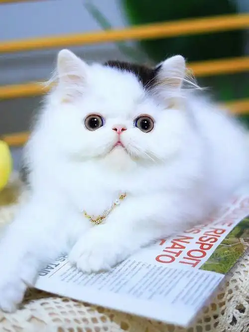 超甜长毛波斯找新家,猜猜我是男生还是女生