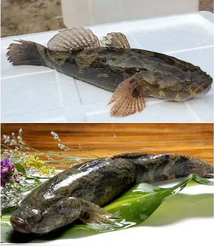 水库自然生长笋壳鱼石头鱼特级河鲜送货上门营养好吃量少速抢