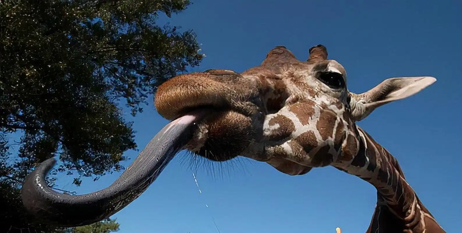 冷知识:长颈鹿的舌头能舔到自己耳朵里