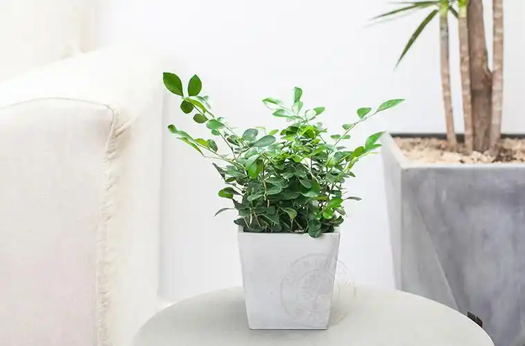 盆栽养殖时一定要保持其湿度,因为七里香不耐旱.