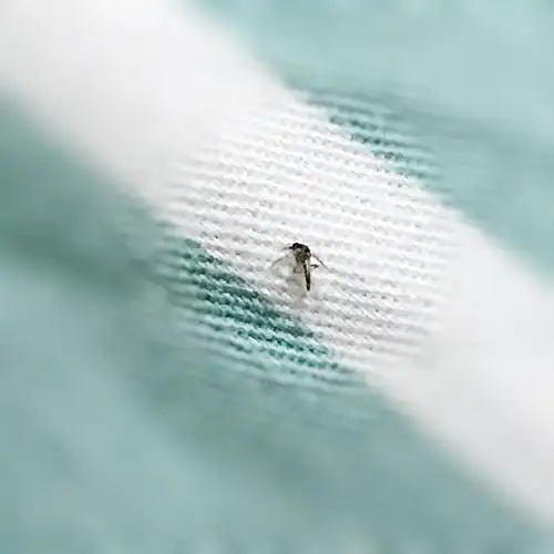 不是蛾蚋,不是蚤蝇,不知道是不是尖嘴菌蚊?