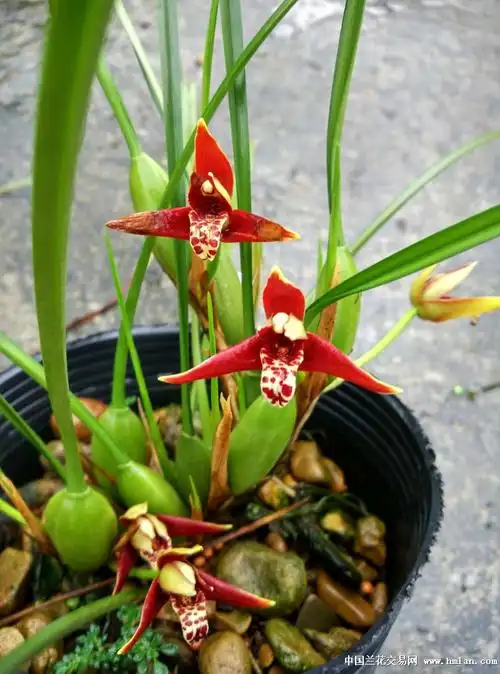 带花***咖啡兰3***