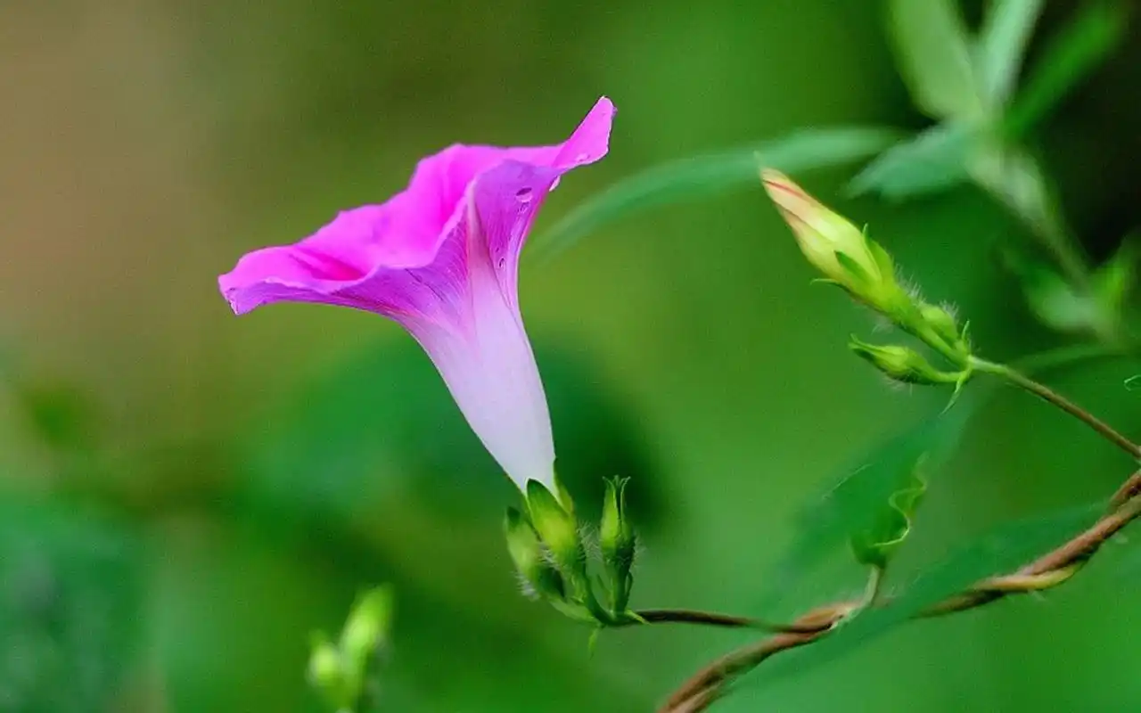 好看的牵牛花高清摄影图片电脑壁纸