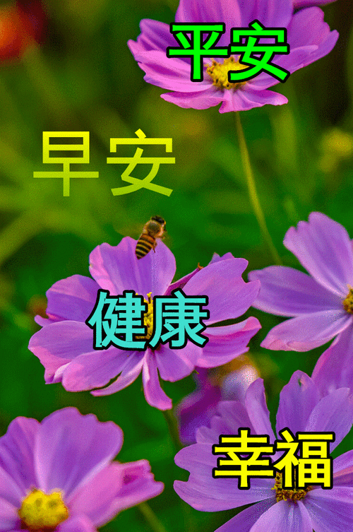 最新早安图片 ,早晨问声好,天天都美好