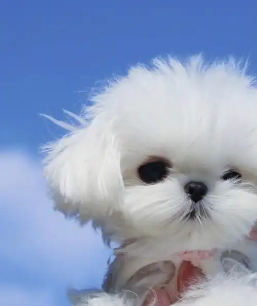 狗狗小时候能有多可爱