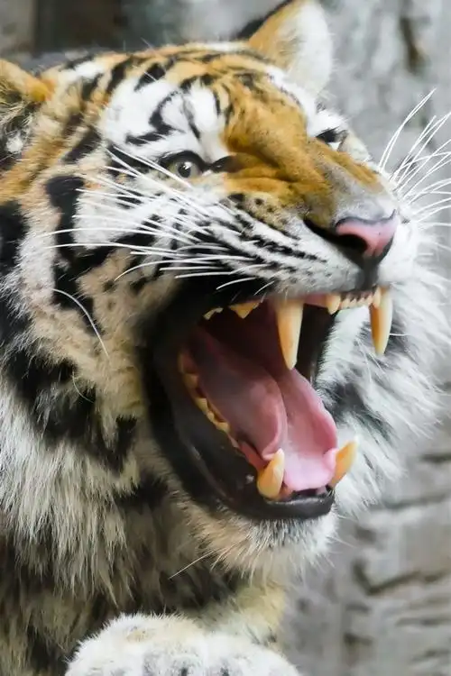 老虎,张开嘴,牙齿,野生动物 4k