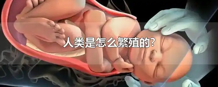 人类是怎么繁殖的