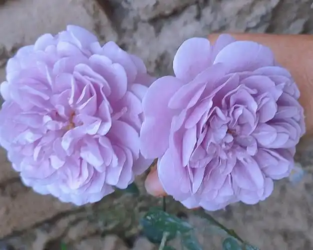 第一年买回来蓝色阴雨竟然开花了