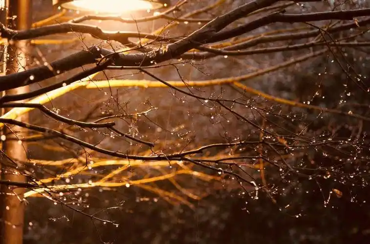 秋天的落叶 (唯美孤独)