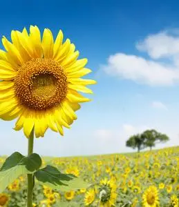 重瓣太阳花图片