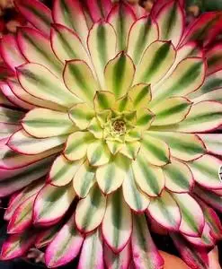 多肉仙墨法师锦细叶单头手捧砍头8元一颗阳台趣味美观庭院室内窗