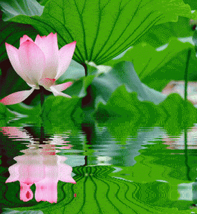 苏州最美赏花时间表出炉!365天都有地方玩!快收好!