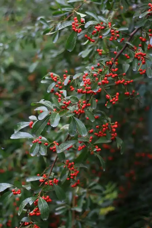 红红火火的火棘