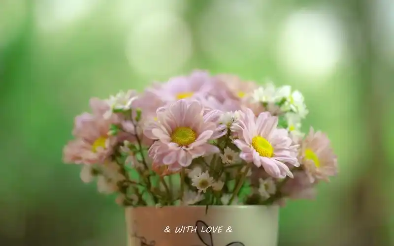 你若爱,生活哪里都可爱,护眼,绿色,清新,花朵,盛开,唯美,心情你若爱